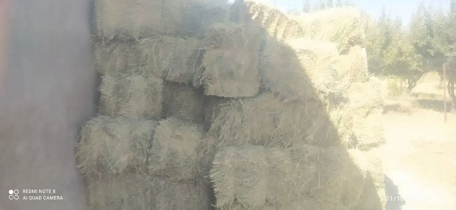 یونجه|لوازم جانبی حیوانات|زاغه, |دیوار