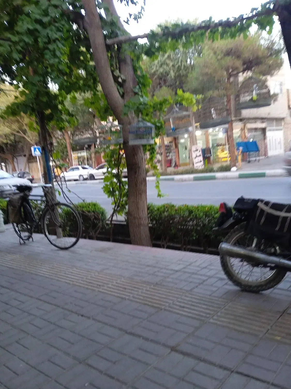 سهره خاکی|پرنده|خمینی‌شهر, |دیوار