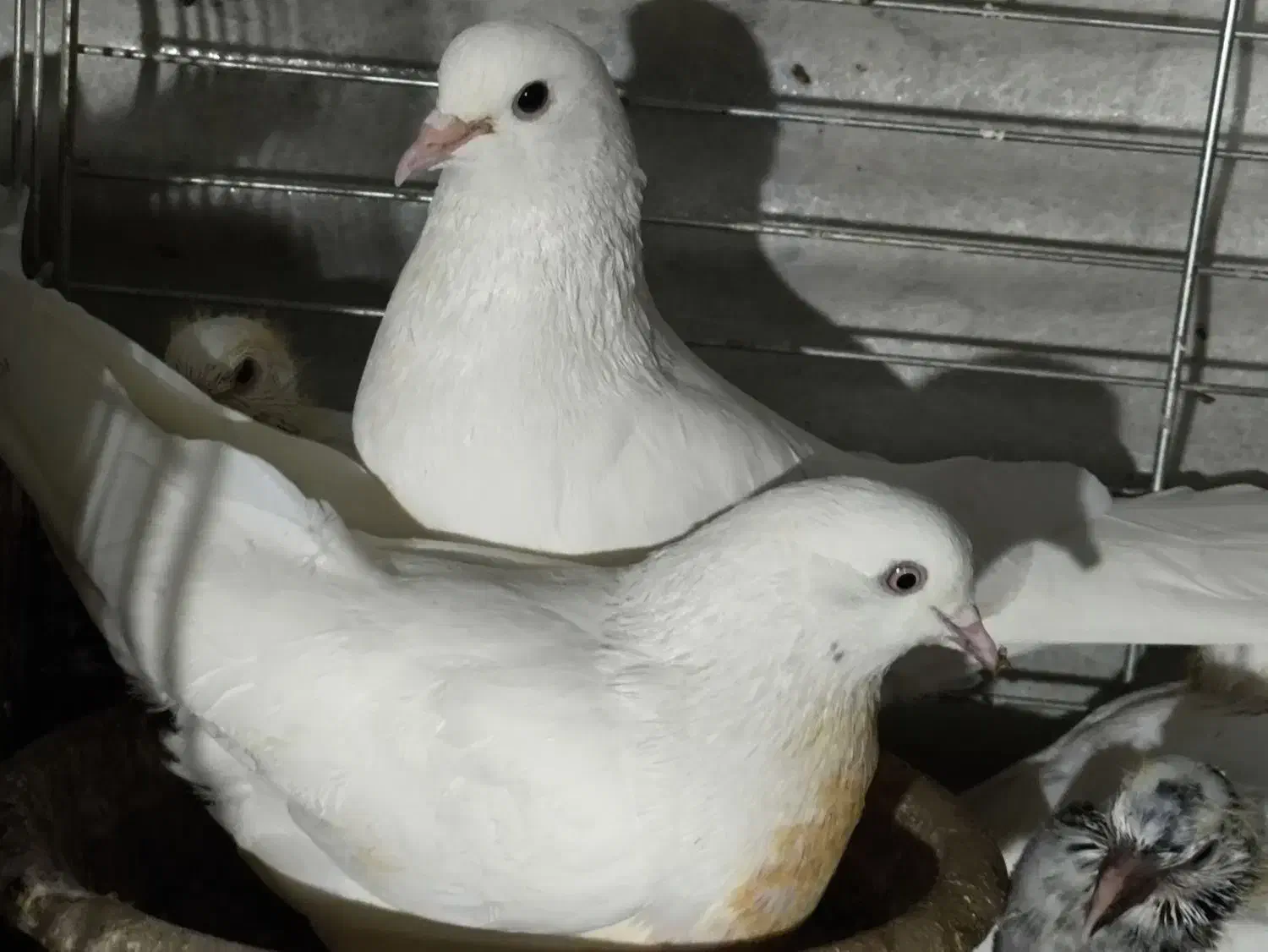 کبوتر پرشی|پرنده|تهران, جوادیه|دیوار