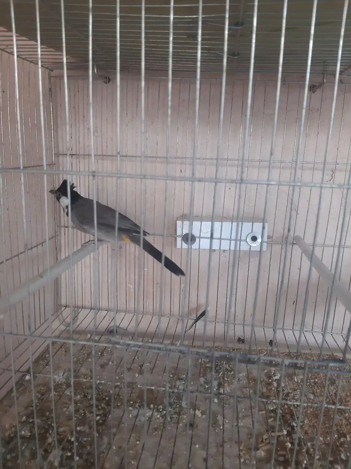 سهره|پرنده|میاندوآب, |دیوار