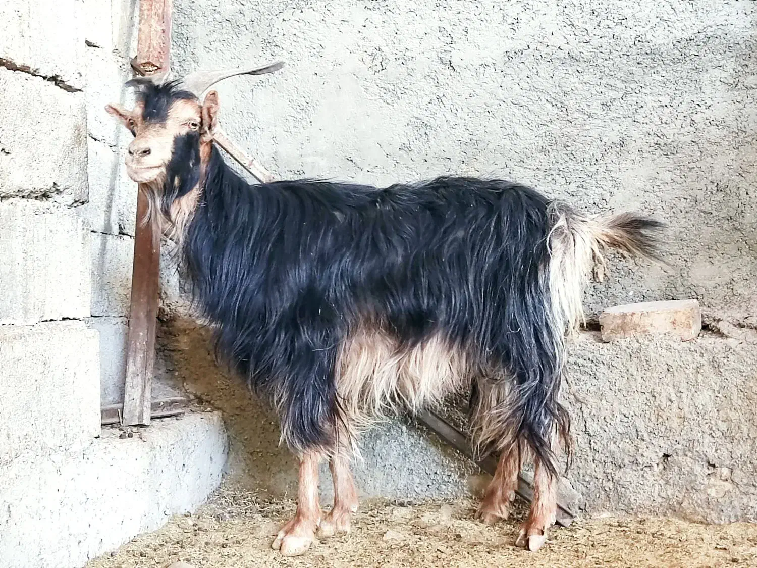 بز،آبستن ترکی بوم منطقه در وحدتیه|حیوانات مزرعه|وحدتیه, |دیوار