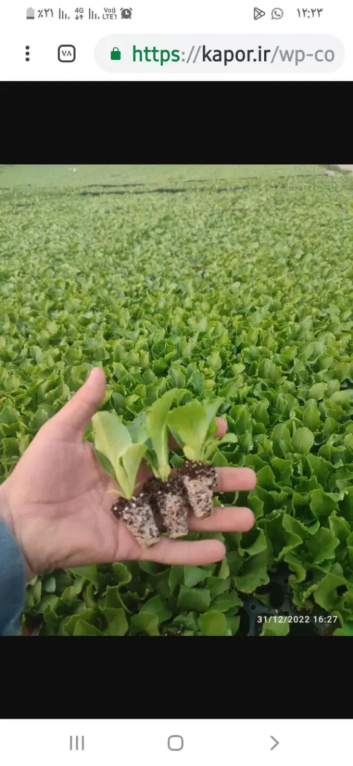 دسته کارگر ماهر|خدمات باغبانی و درختکاری|دزفول, |دیوار