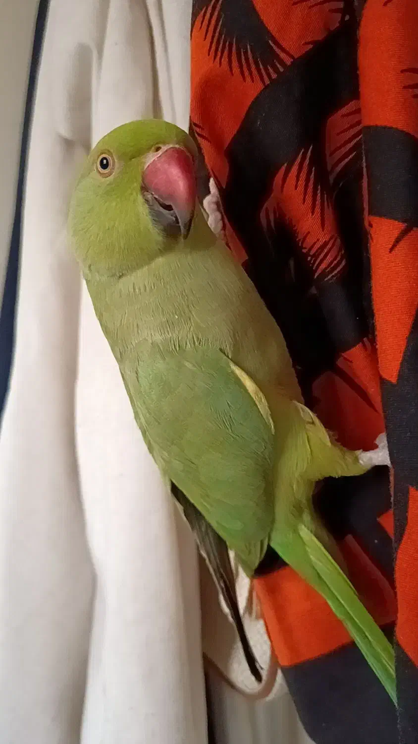 گم شده طوطی ملنگو جوان|پرنده|ری, سیزده آبان|دیوار