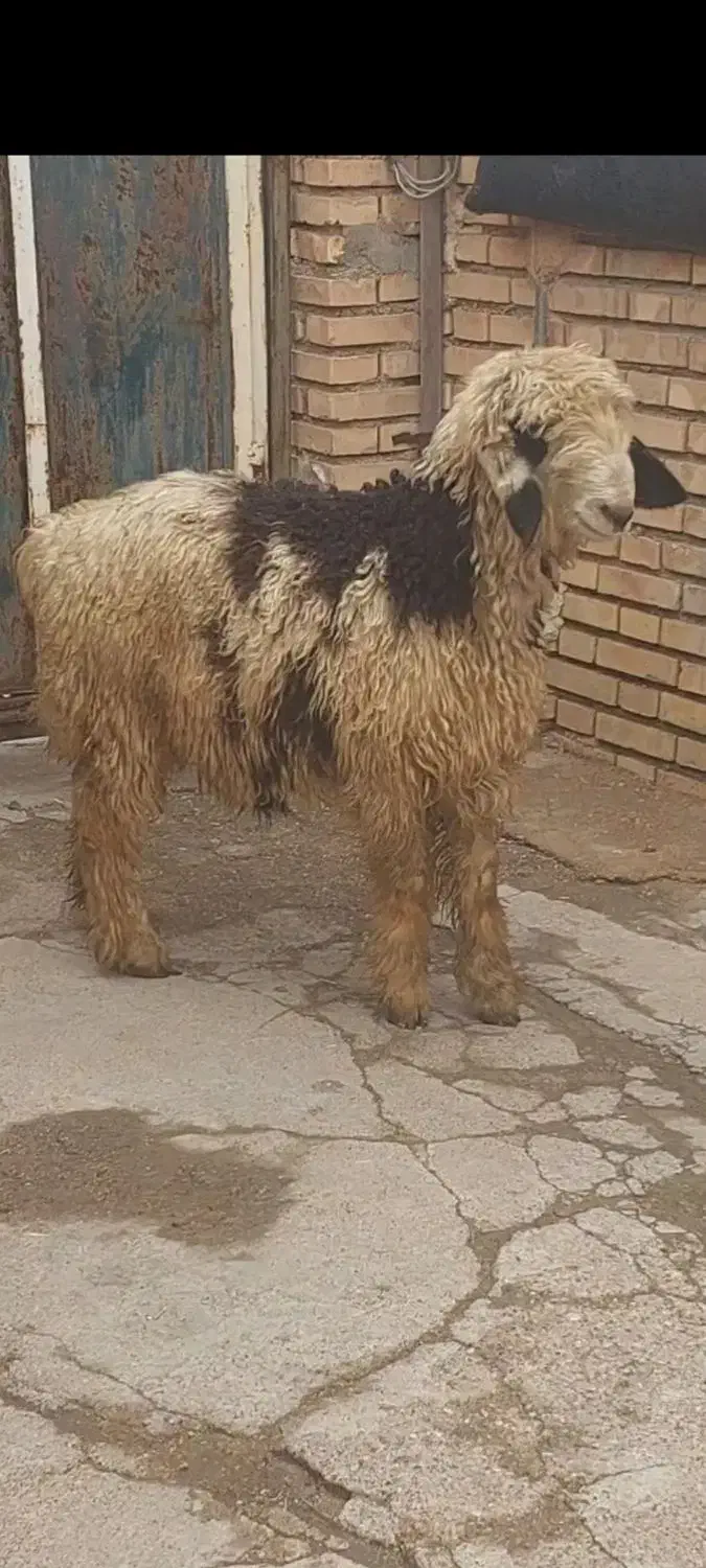 کووه بختیاری|حیوانات مزرعه|گتوند, |دیوار