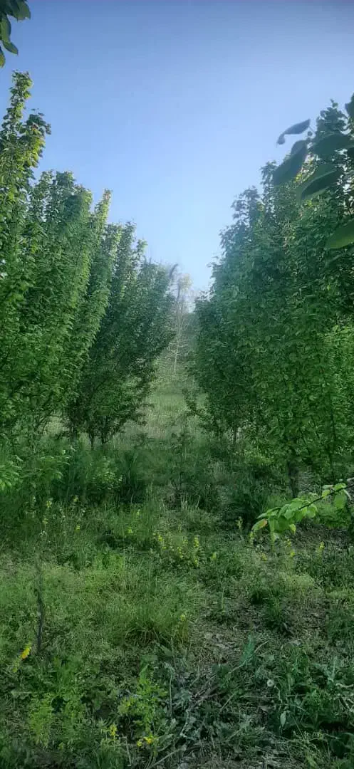 فروش زمین ۱۴۸متری در سوستان زیبا|فروش زمین و ملک کلنگی|لاهیجان, لیل|دیوار