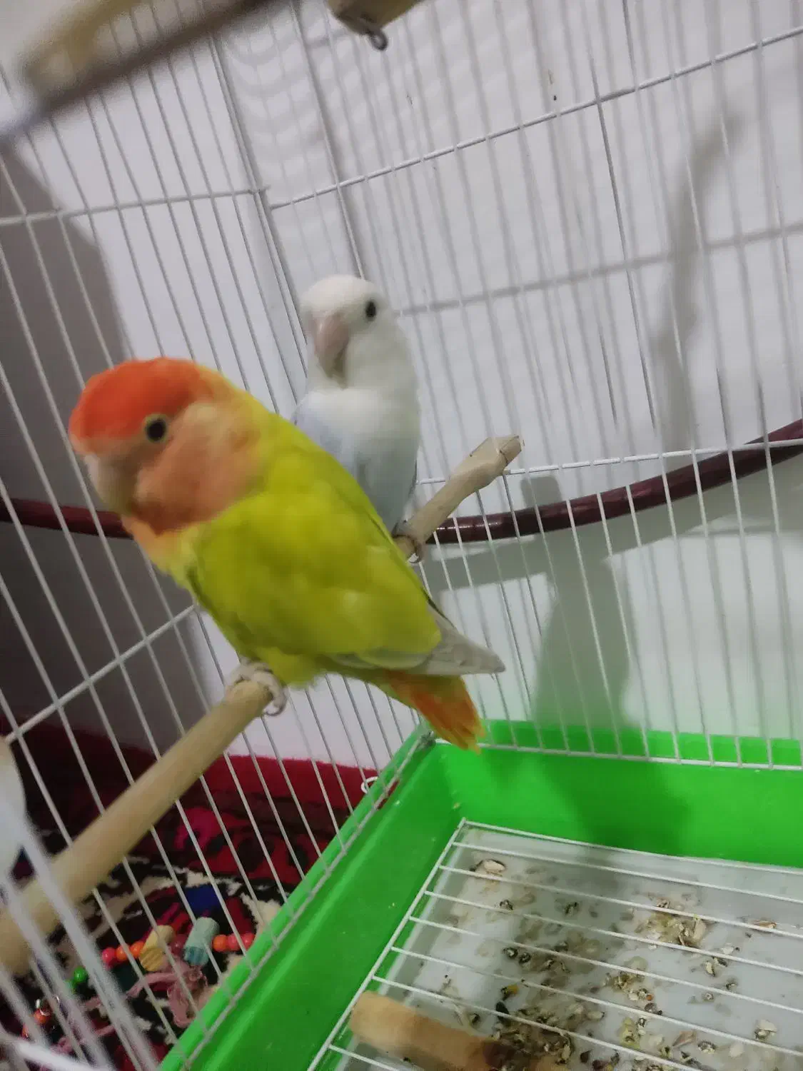 طوطی برزیلی|پرنده|صالح آباد, |دیوار