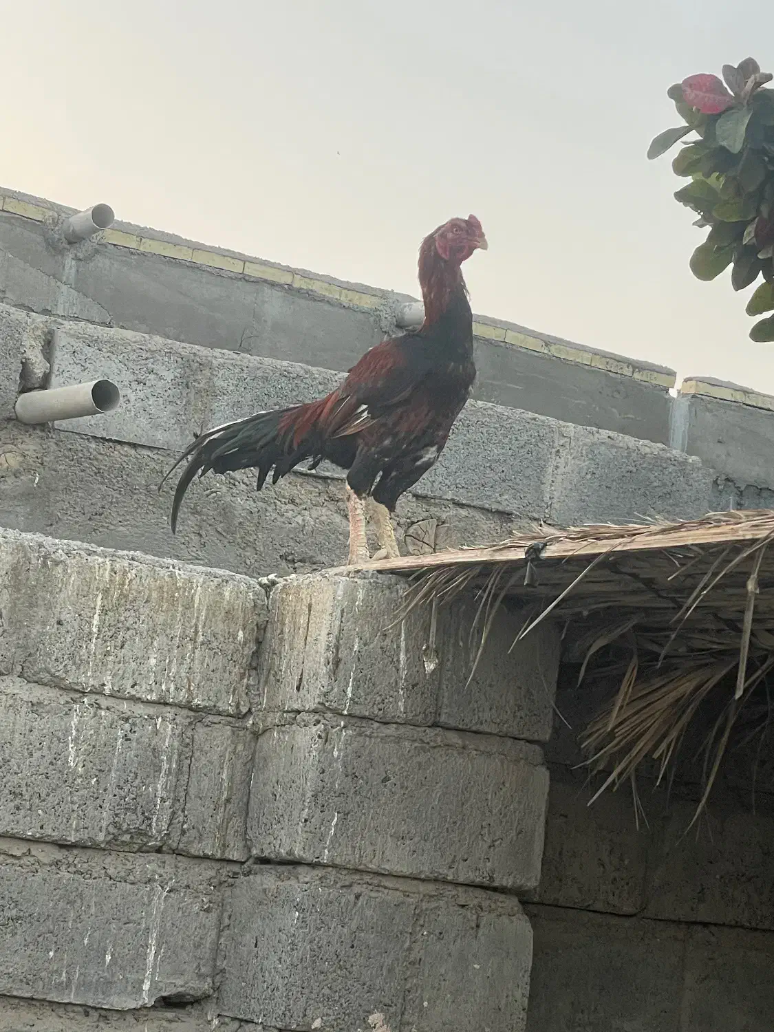 خروس لاری|حیوانات مزرعه|رودان, |دیوار