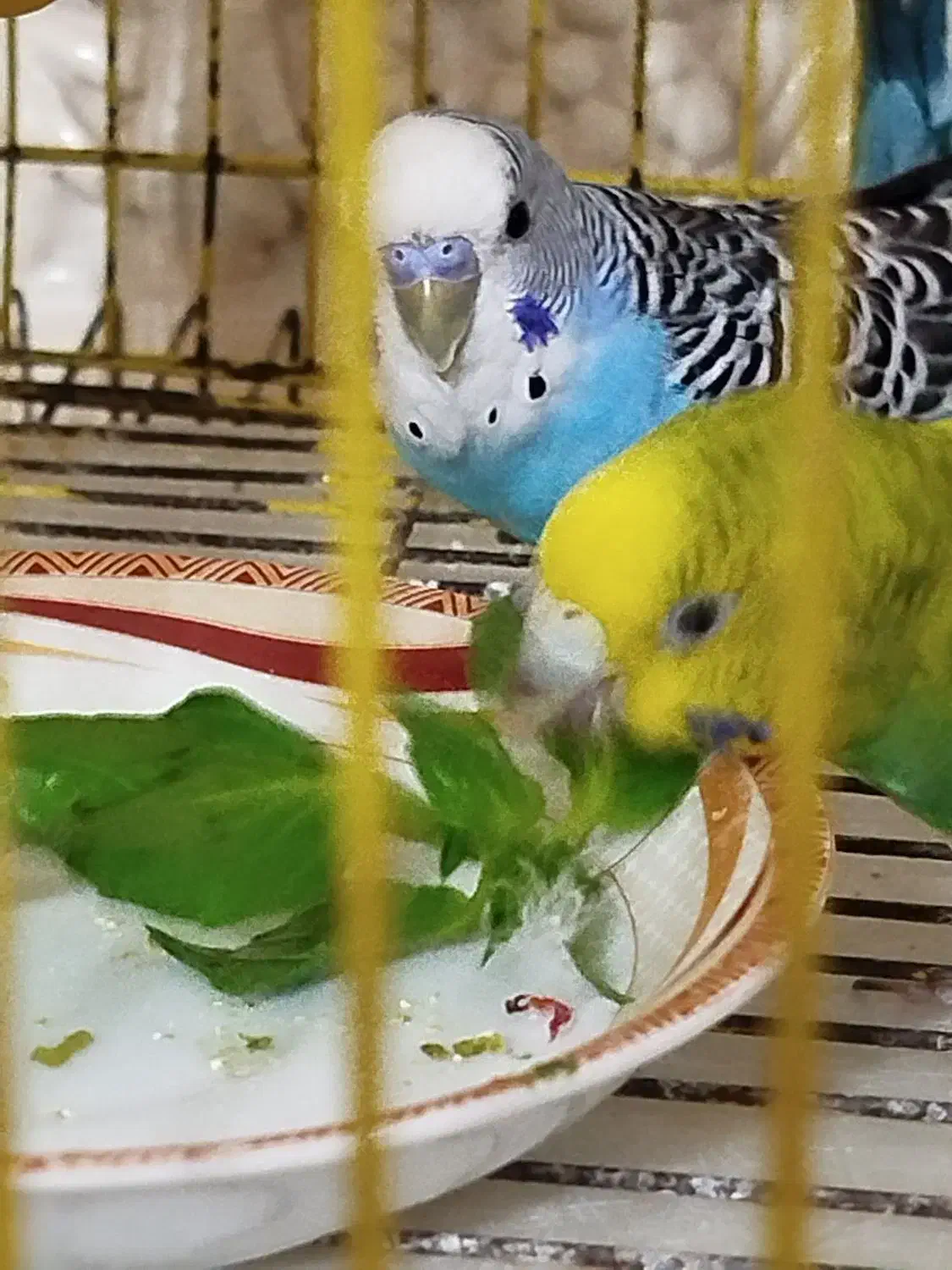 عروس هلندی و مرغ عشق|پرنده|آبادان, |دیوار