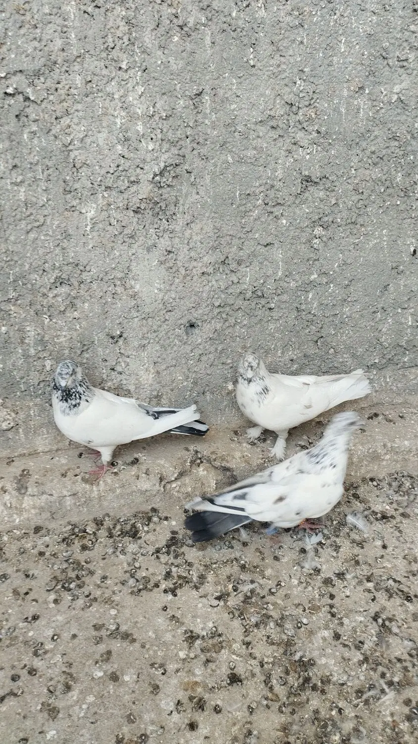 کبوتر|پرنده|معصومیه, |دیوار