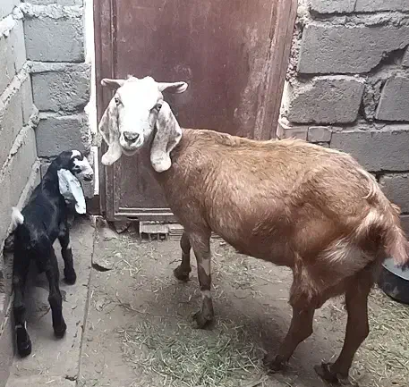 بز فروشی|حیوانات مزرعه|بم, |دیوار