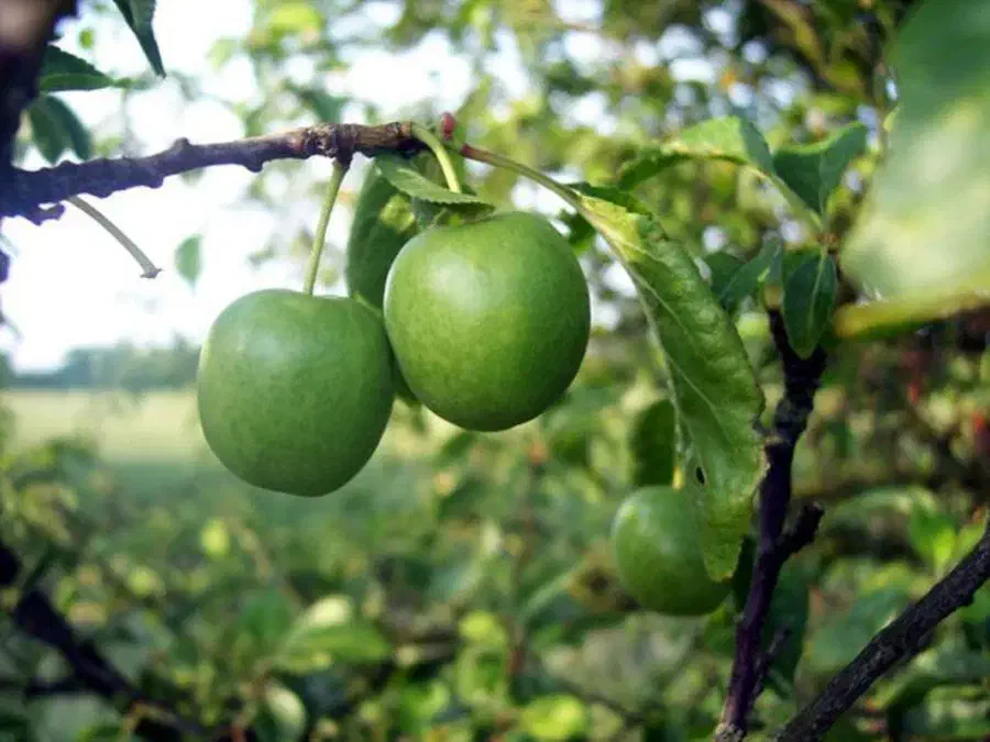 تولید و فروش انواع نهال مثمر و غیر مثمر|خدمات باغبانی و درختکاری|شیراز, بعثت|دیوار