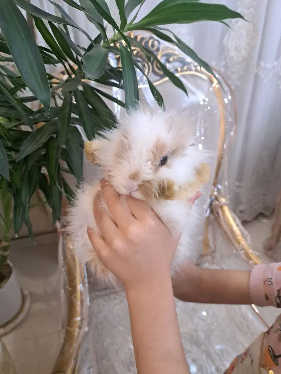 خرگوش لوپ|موش و خرگوش|مشهد, هفده شهریور|دیوار