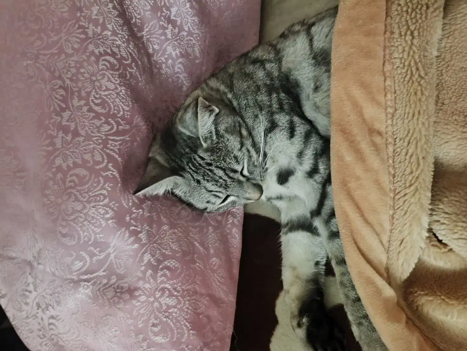 گربه گم شده خانگی|گربه|گرگان, |دیوار