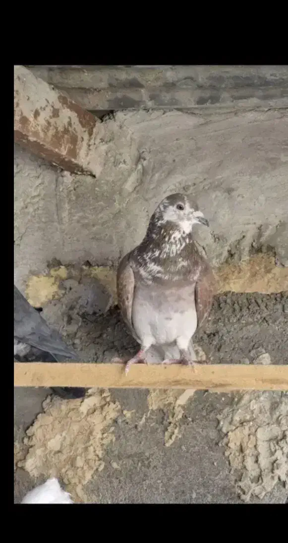 کفتر زاجز دو عدد|حیوانات|یزد, |دیوار