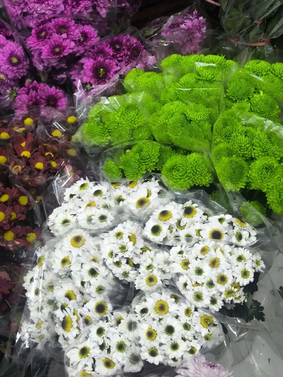 گل داوودی رنگی شب یلدا|گل مصنوعی|مشهد, الهیه|دیوار