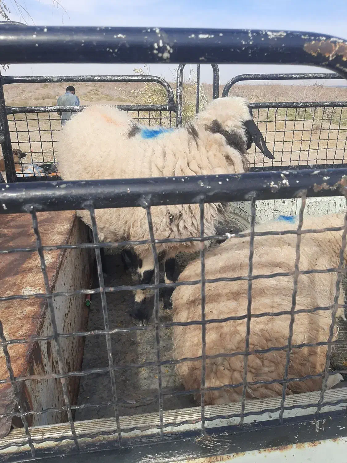 بره|حیوانات مزرعه|زرند, |دیوار