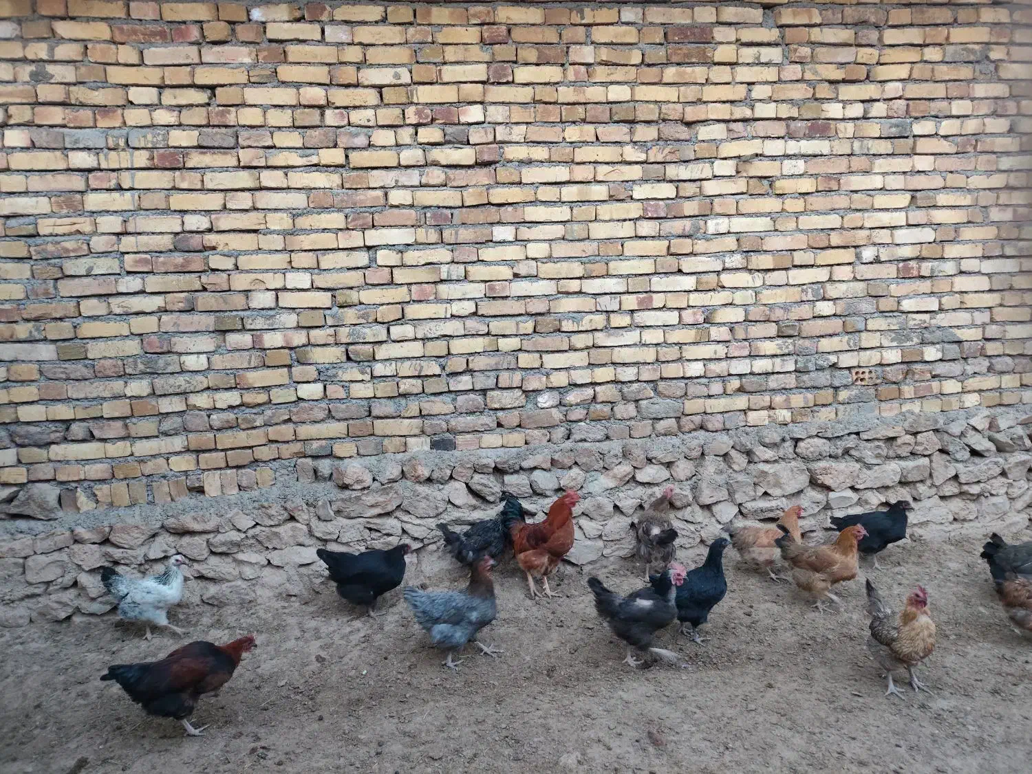 فروش 10عددمرغ جوان تخم گذار|حیوانات مزرعه|بزینه رود, |دیوار