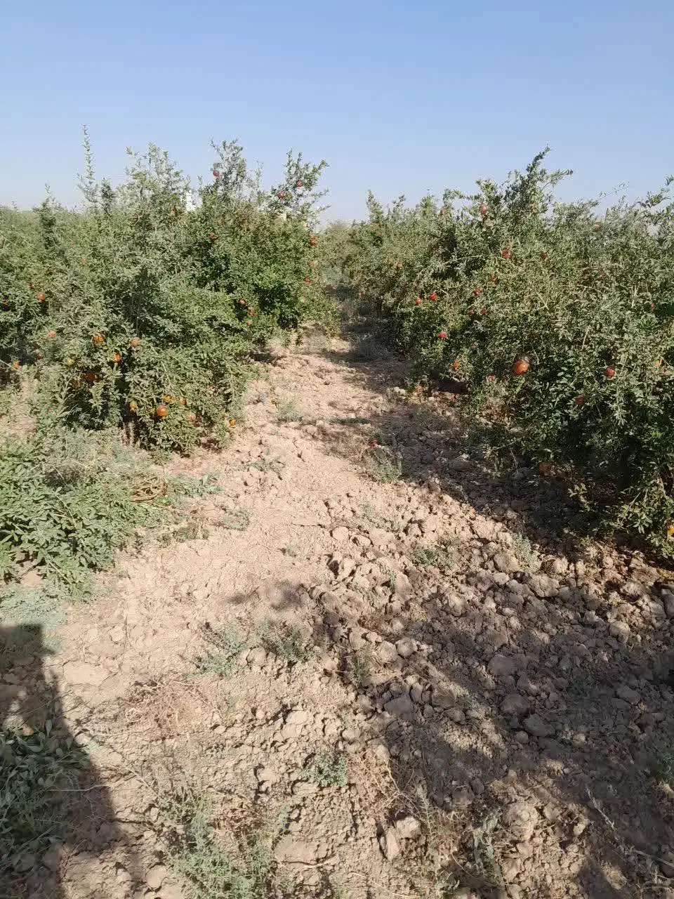 باغ انار سر سبز و پر محصول|فروش خانه و ویلا|تهران, امیریه|دیوار