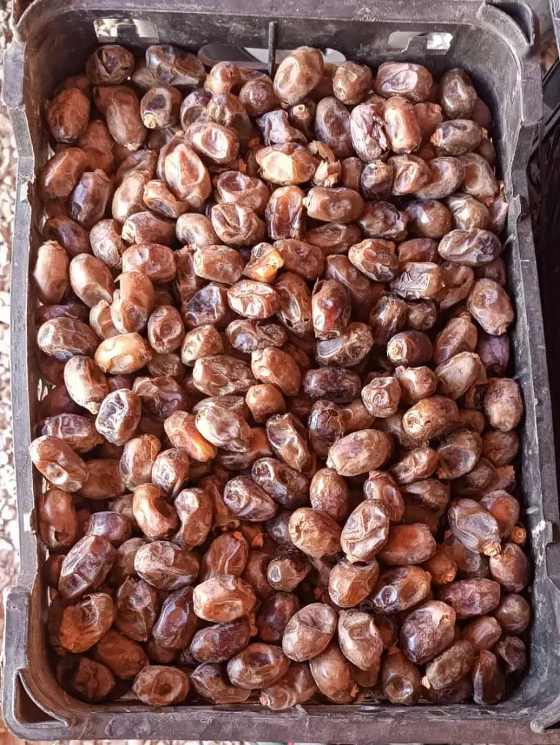 خرما گنطار|خوردنی و آشامیدنی|اهواز, منازل کارون|دیوار