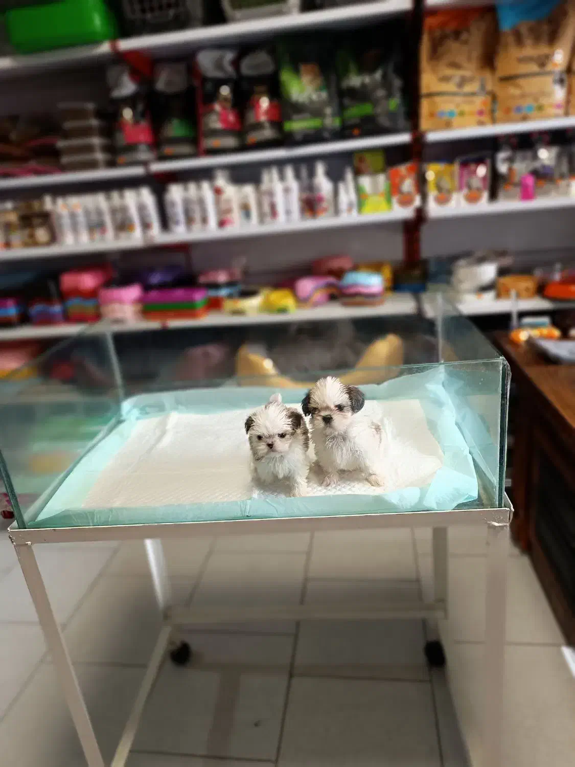 سگ شیتزو سوپر فلت تیکاپ سگ جیبی سگ آپارتمانی|سگ|تهران, صادقیه|دیوار