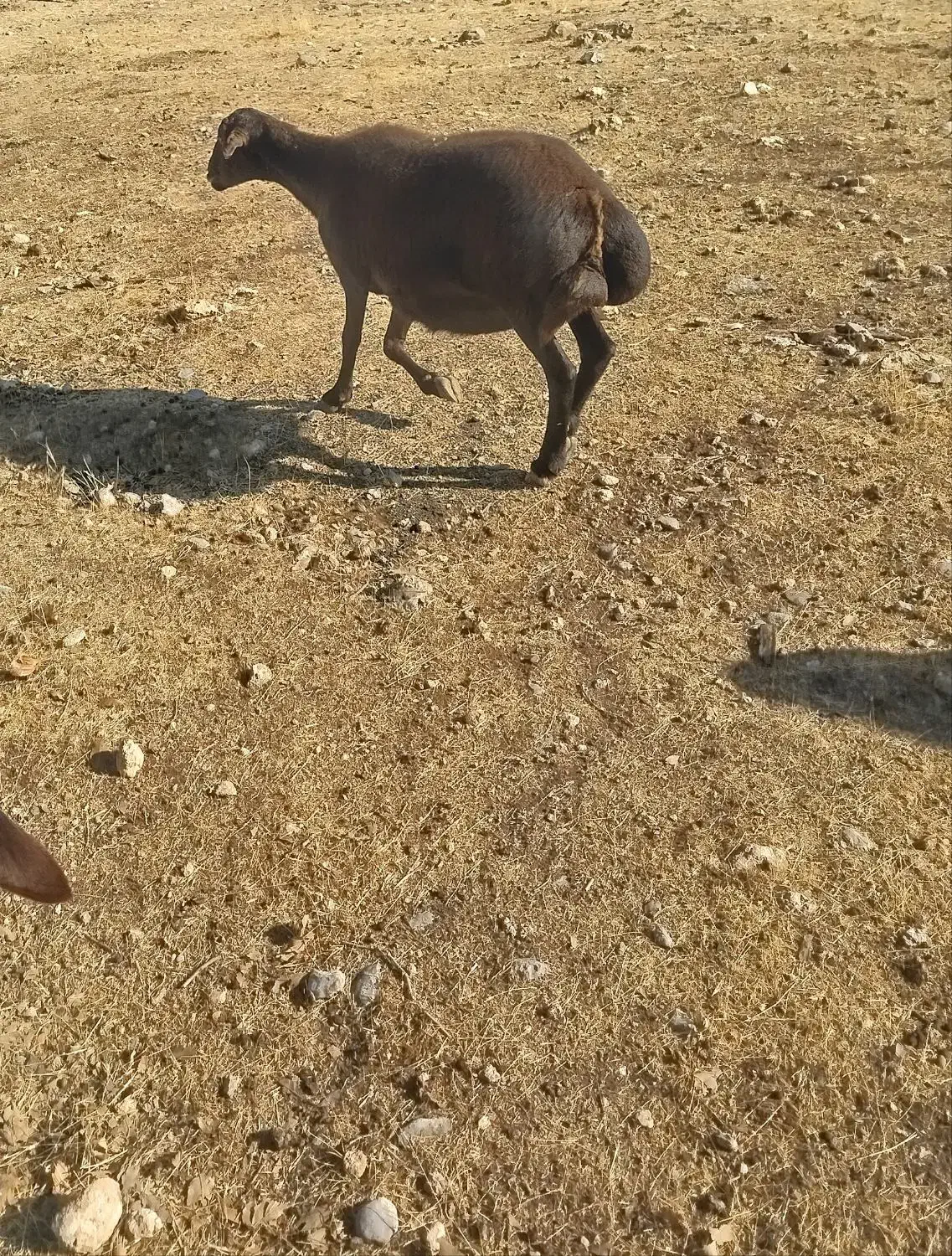 یک عدد میش داشتی|حیوانات مزرعه|ویسیان, |دیوار