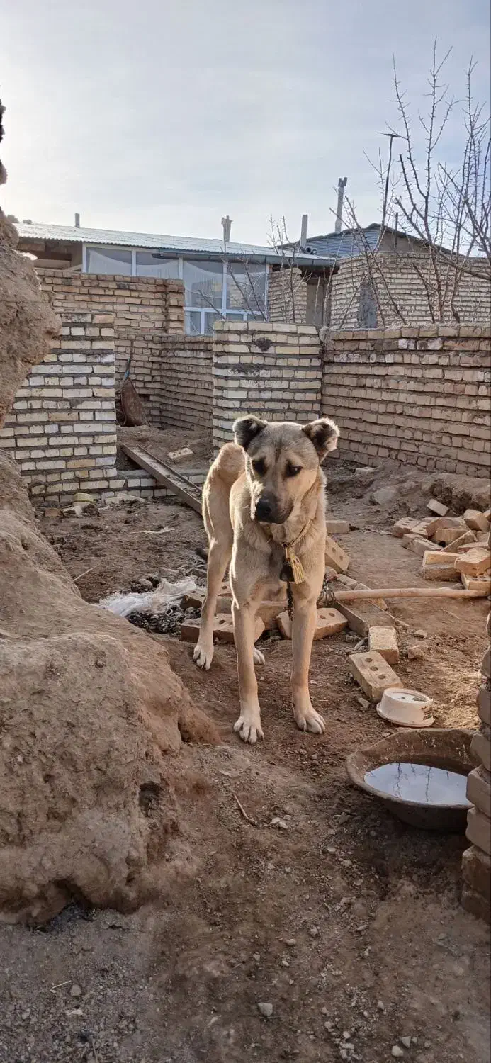 فروشی|سگ|ایجرود, |دیوار