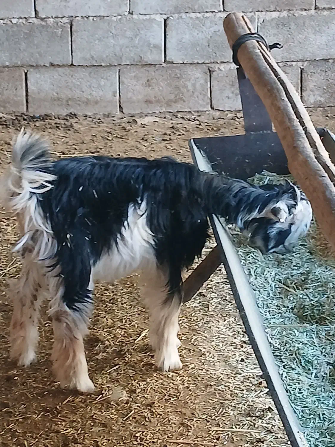 کهره 12 کیلویی|حیوانات مزرعه|مرودشت, مختارآباد|دیوار