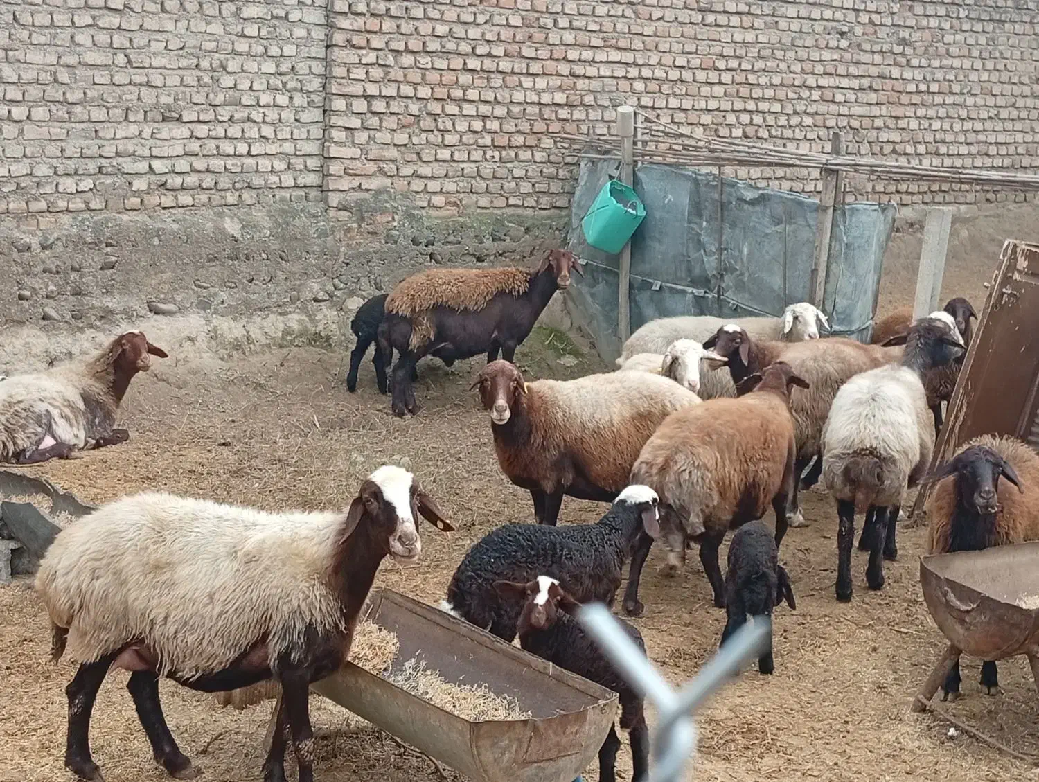 چند عدد گوسفند جوان با بره و بدون بره بفروش میرسد|حیوانات مزرعه|گرگان, |دیوار