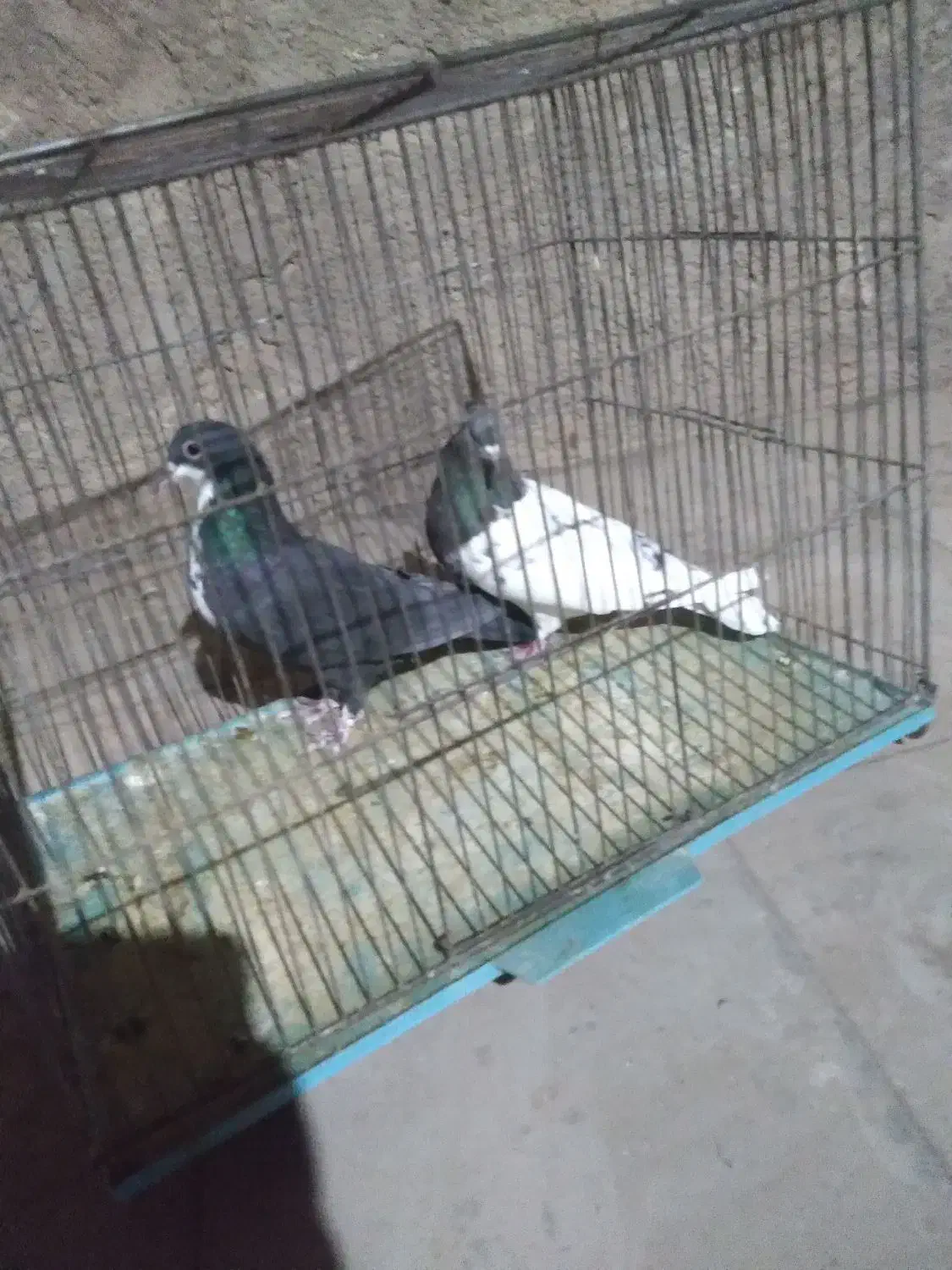 ماده خوشکل|پرنده|رفسنجان, |دیوار