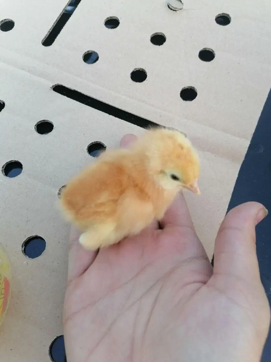 جوجه تخم‌گذار لوهمن یک‌روزه اصل|حیوانات مزرعه|یزد, |دیوار