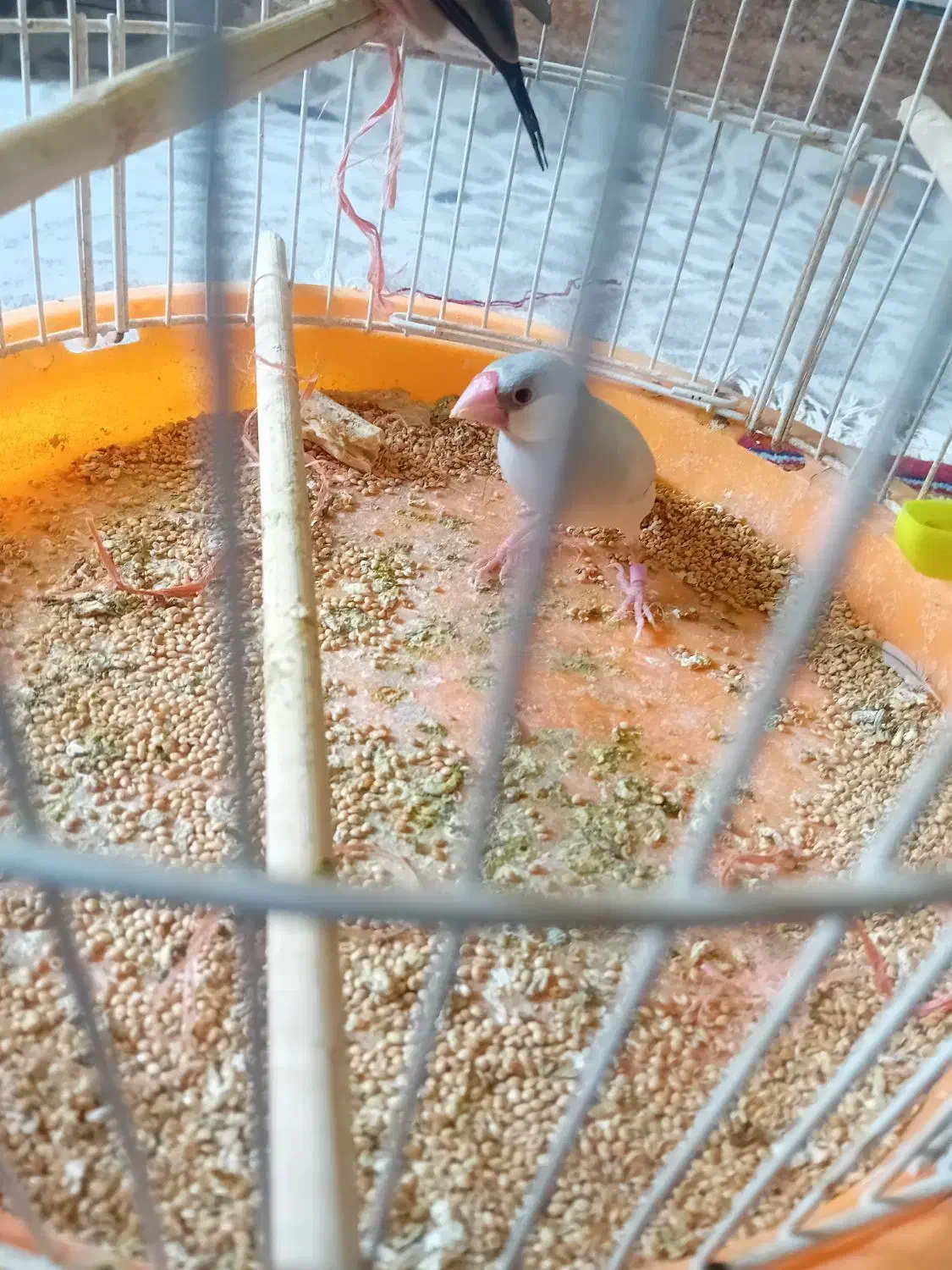 فنچ نرگسی|پرنده|تربت جام, میرقوام الدین|دیوار