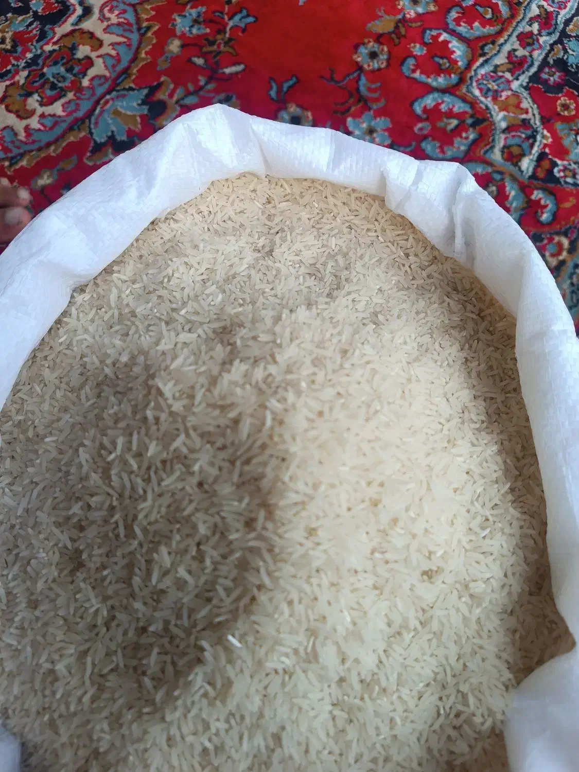 برنج فجر سوزنی ۹۰روز|عمدهفروشی|آق قلا, |دیوار