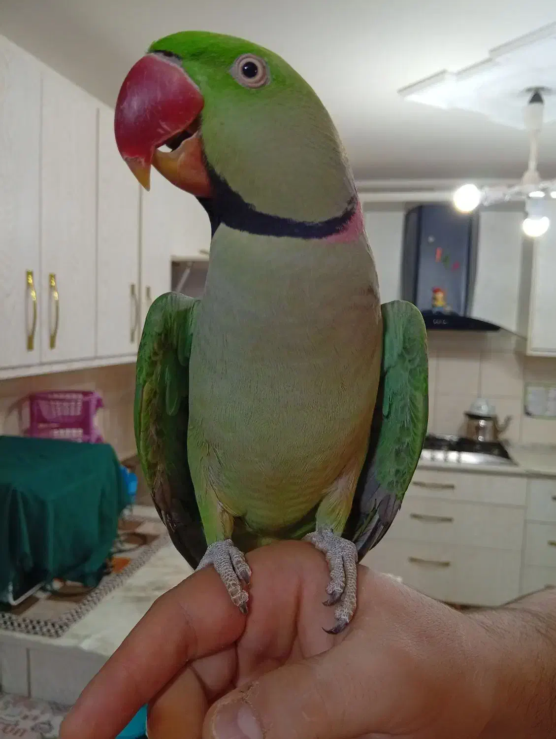 شاه طوطی اسکندر نر شاه تخم درشت و کشیده رام و دستی|پرنده|تهران, زعفرانیه|دیوار