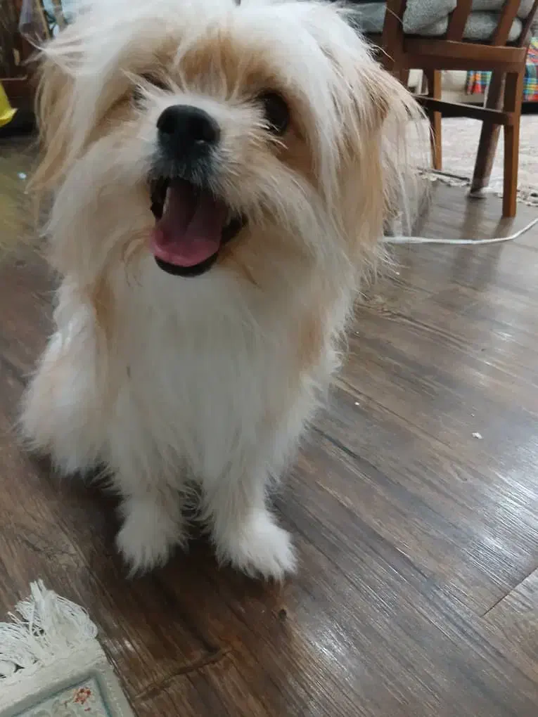 سگ شیتزو|سگ|شاهینشهر, خانه کارگر|دیوار