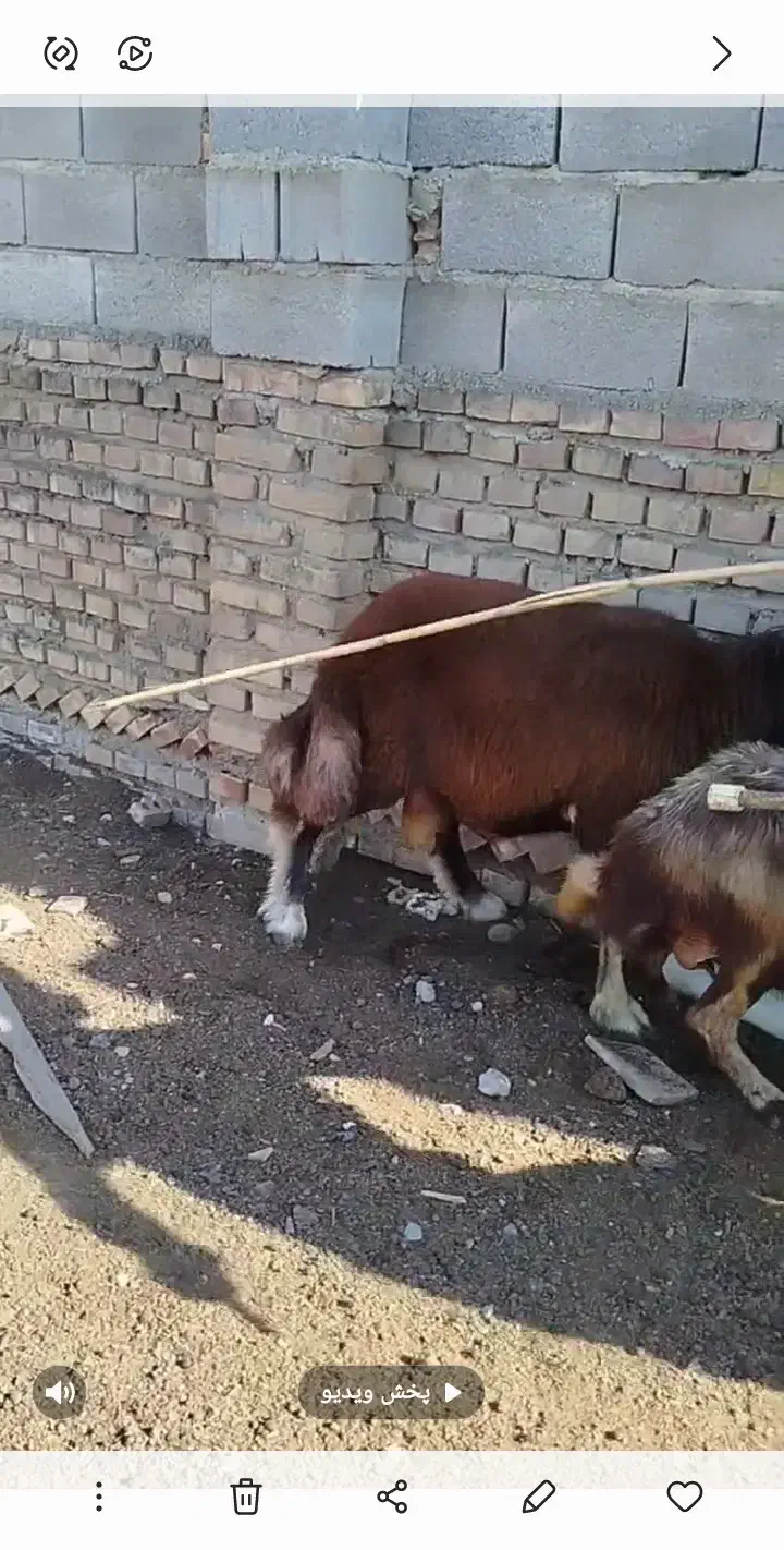 بره قوچ کبود|حیوانات مزرعه|گنبد کاووس, |دیوار