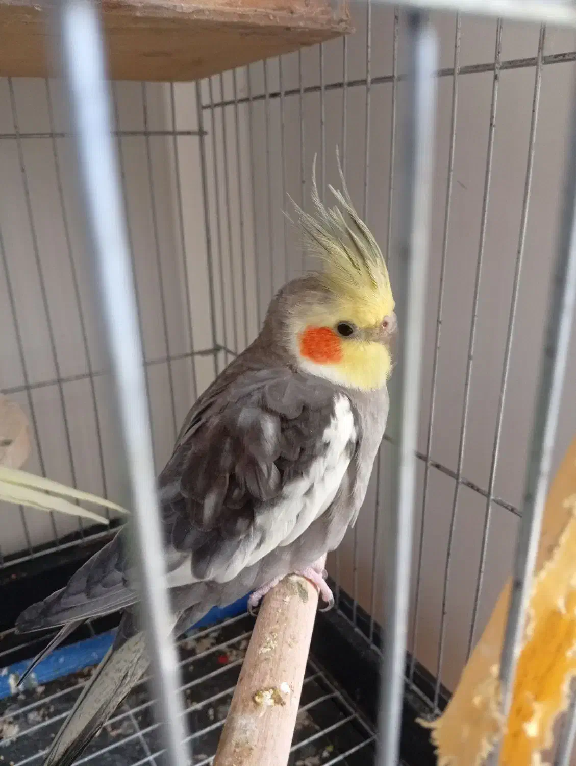 عروس هلندی سخنگو|پرنده|پرند, فاز ۶|دیوار