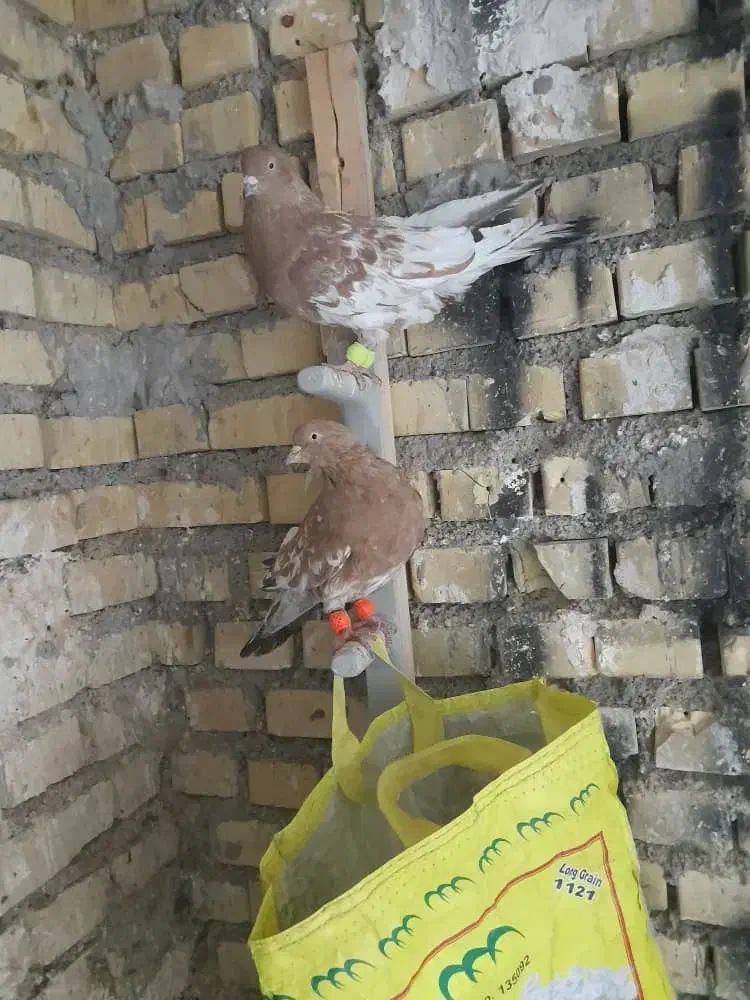 دوعددکله ای نر|پرنده|رامشیر, |دیوار