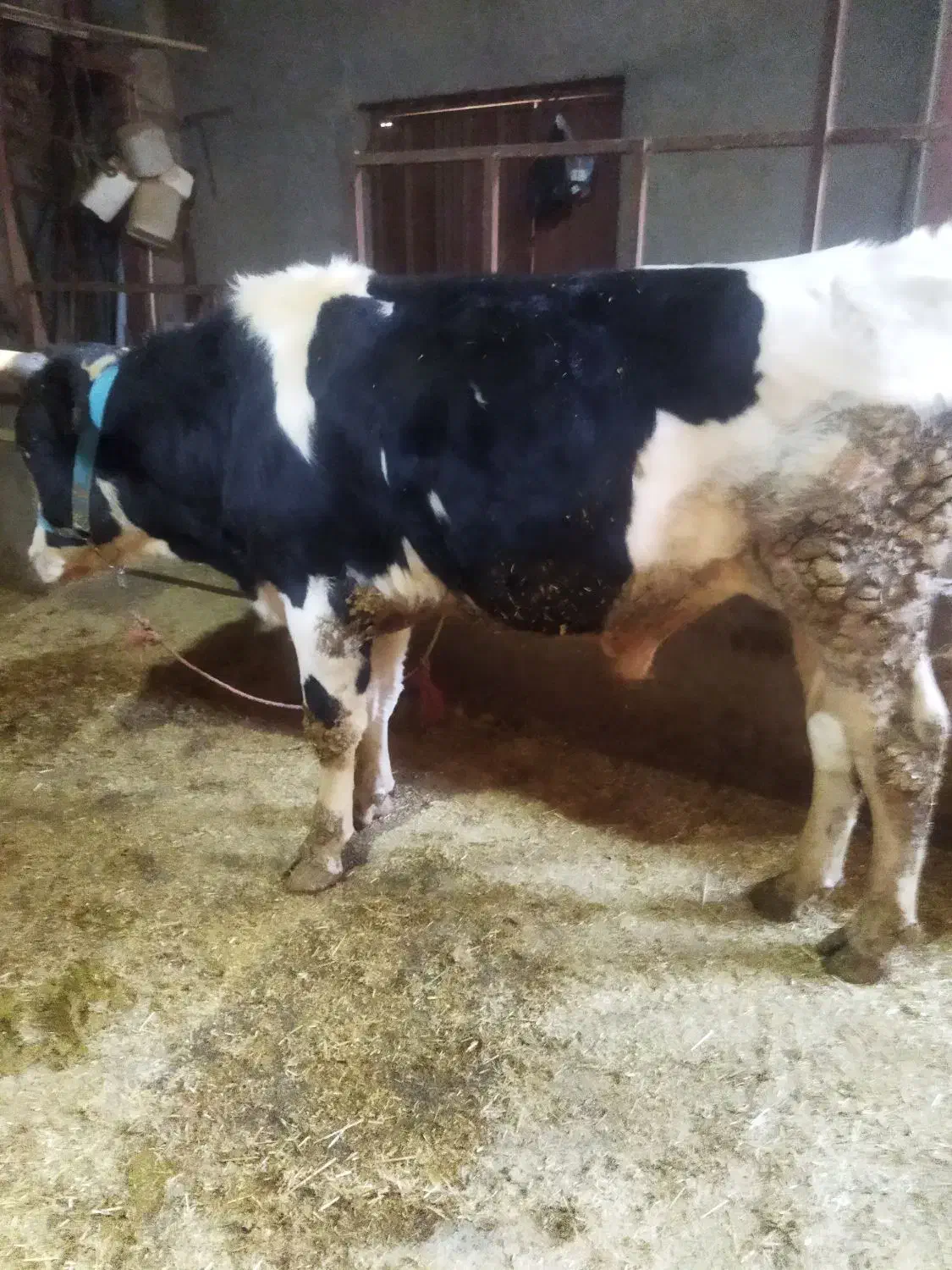 گوساله نرسمینتال|حیوانات مزرعه|بروجرد, |دیوار