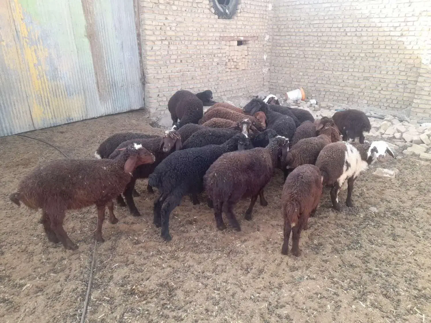 گوسفند بره|حیوانات مزرعه|نظرآباد, نجم آباد|دیوار