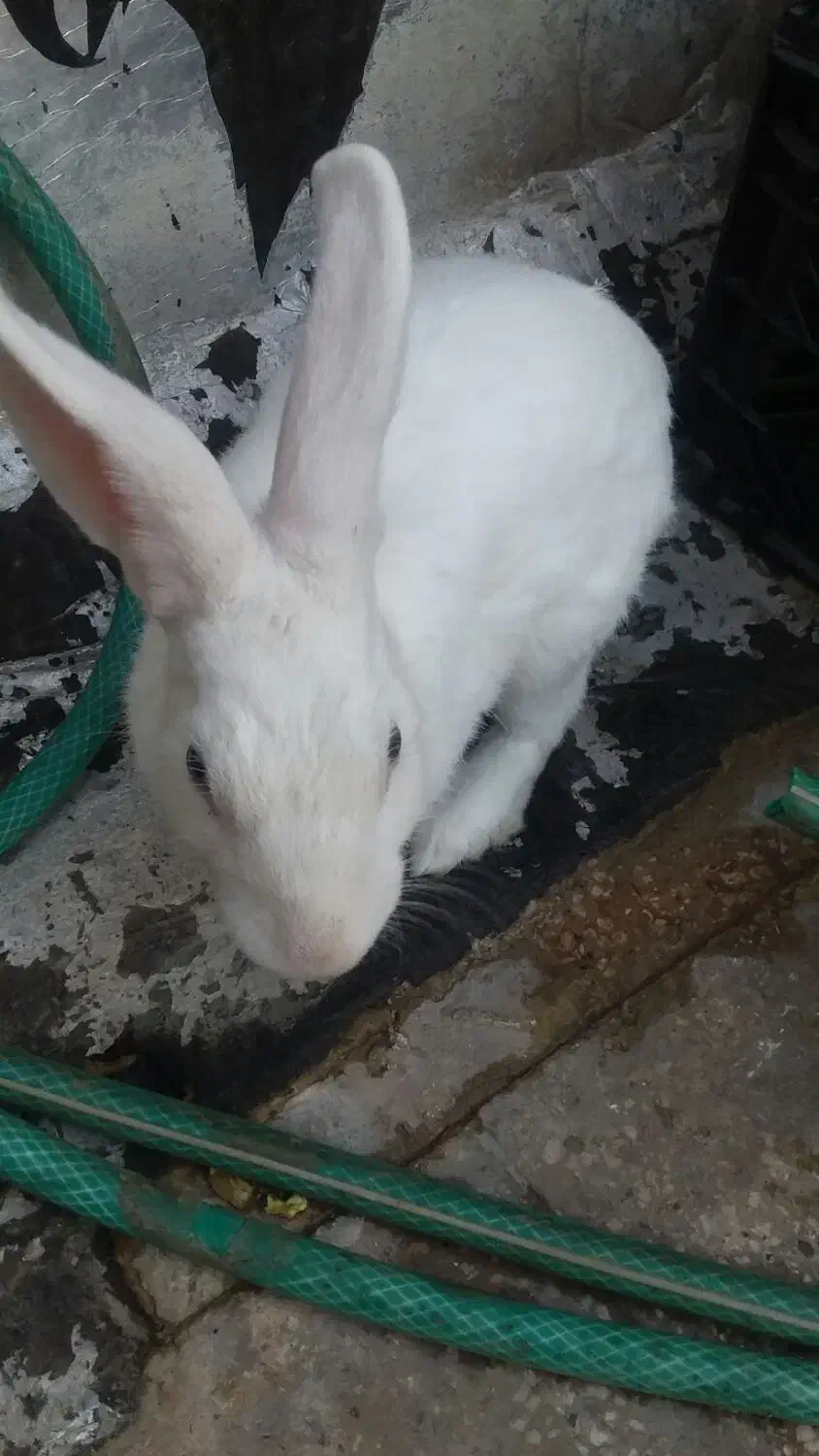 خرگوش سفید چشم آبی|موش و خرگوش|کازرون, |دیوار