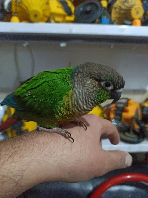 طوطی گرینچک|پرنده|مشکین‌دشت, |دیوار