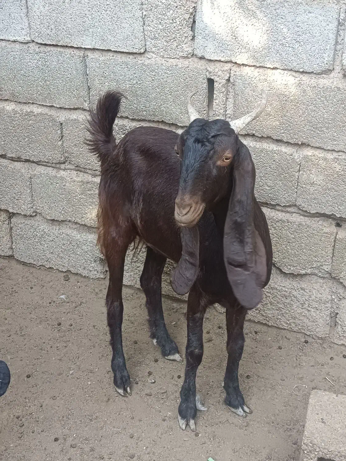 بز آبستن|حیوانات مزرعه|شادگان, |دیوار