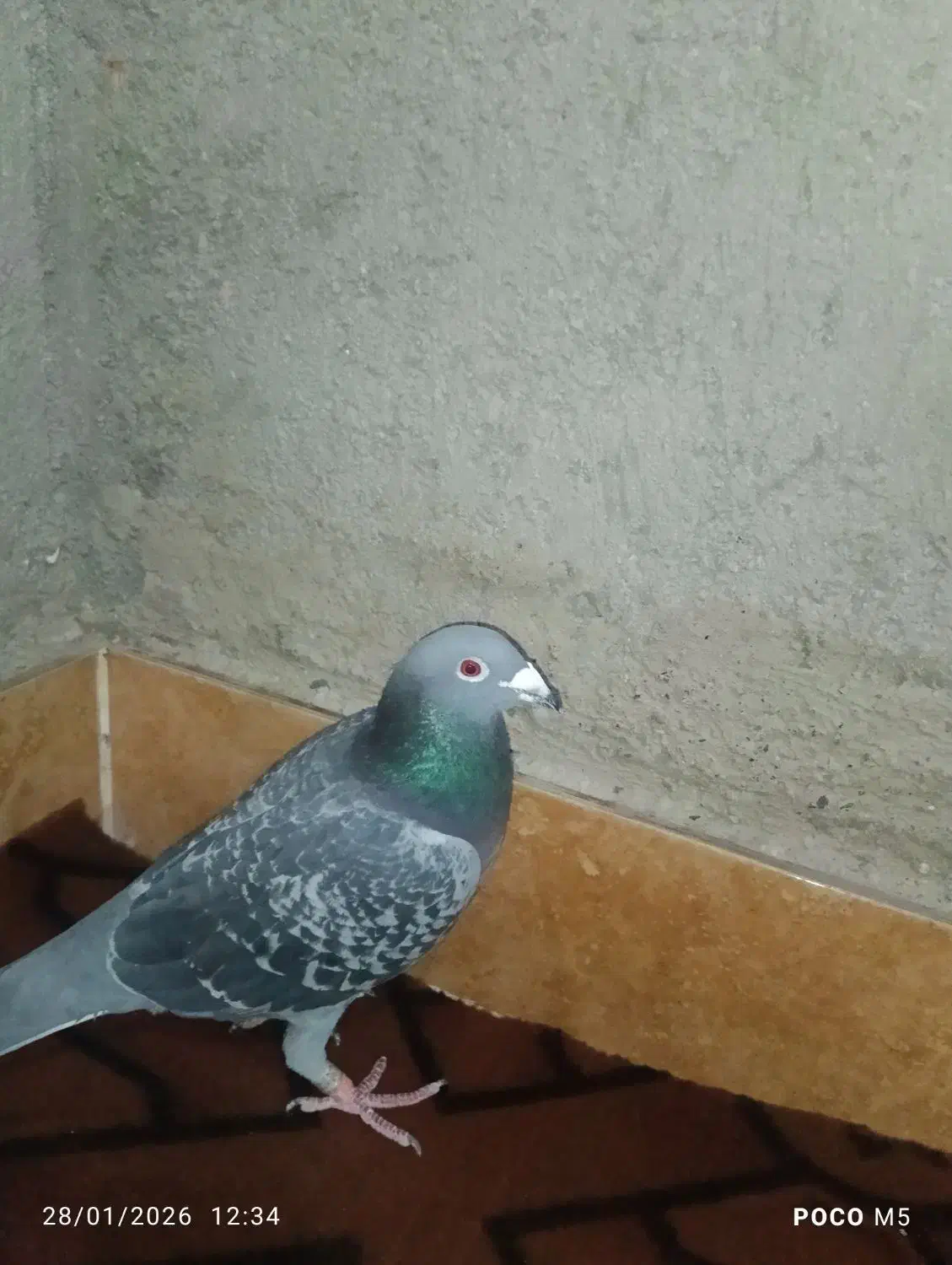 کبوتر نرمگس|پرنده|نیمروز, |دیوار