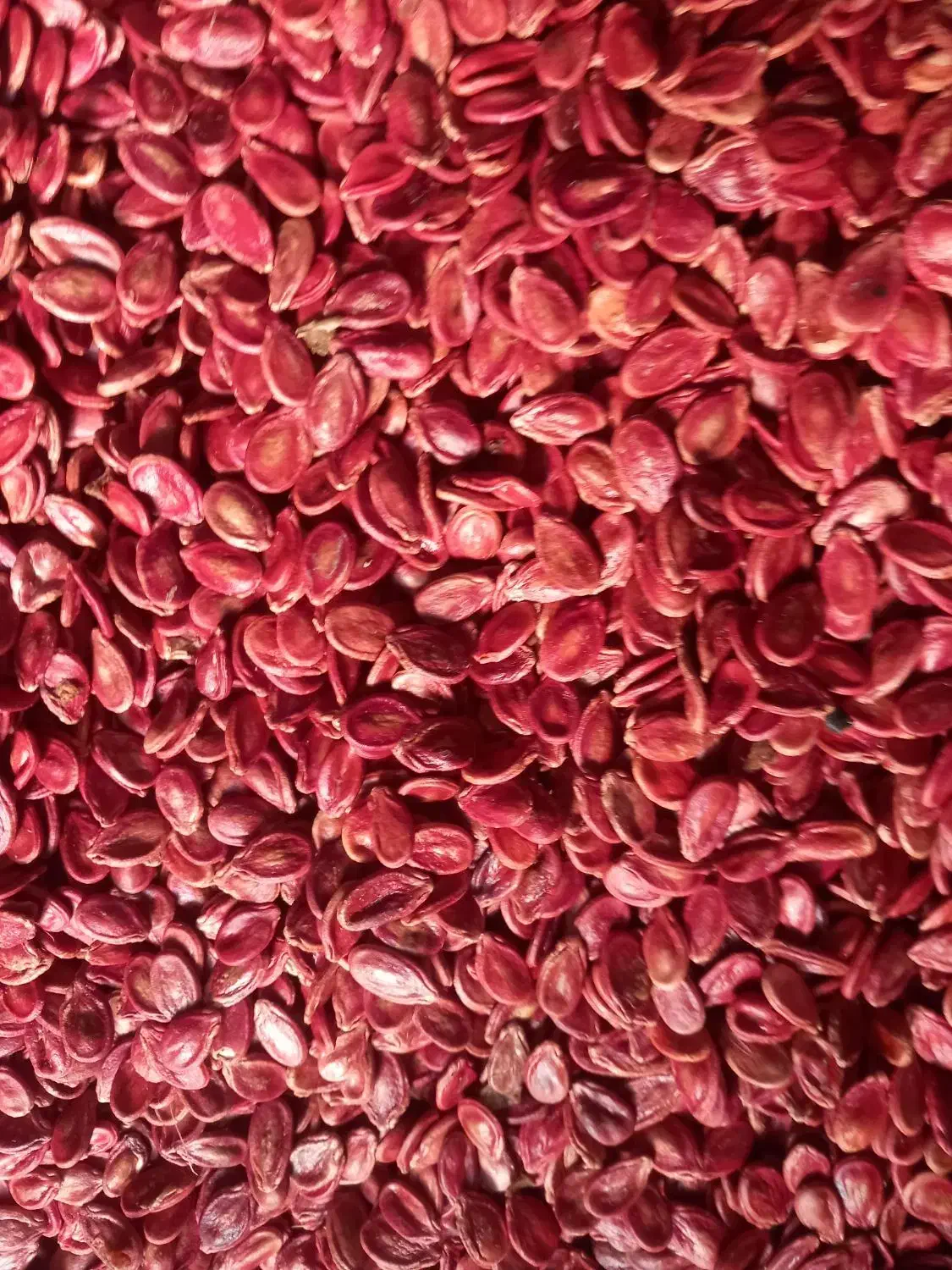 تخمههندوانه|خوردنی و آشامیدنی|میان جلگه, |دیوار