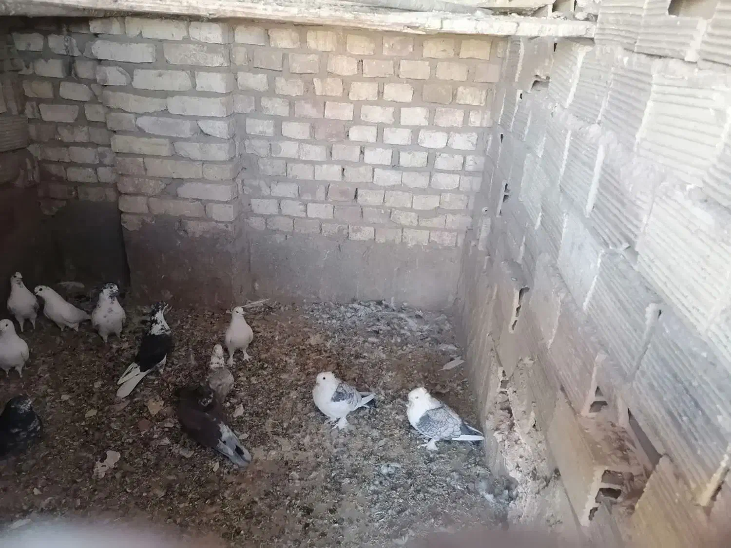 کبوتر یزدی و پلاکی و تهرانی|پرنده|حمیدیا, |دیوار