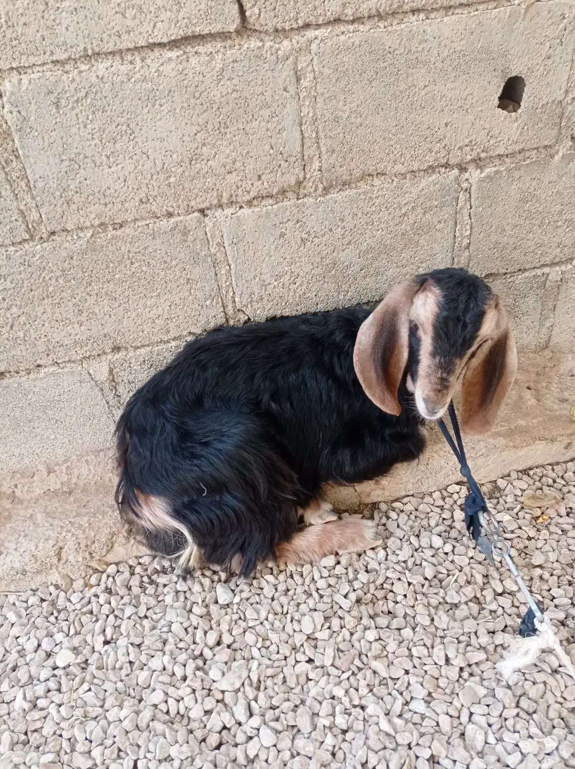 کهره ماده|حیوانات مزرعه|جم, |دیوار