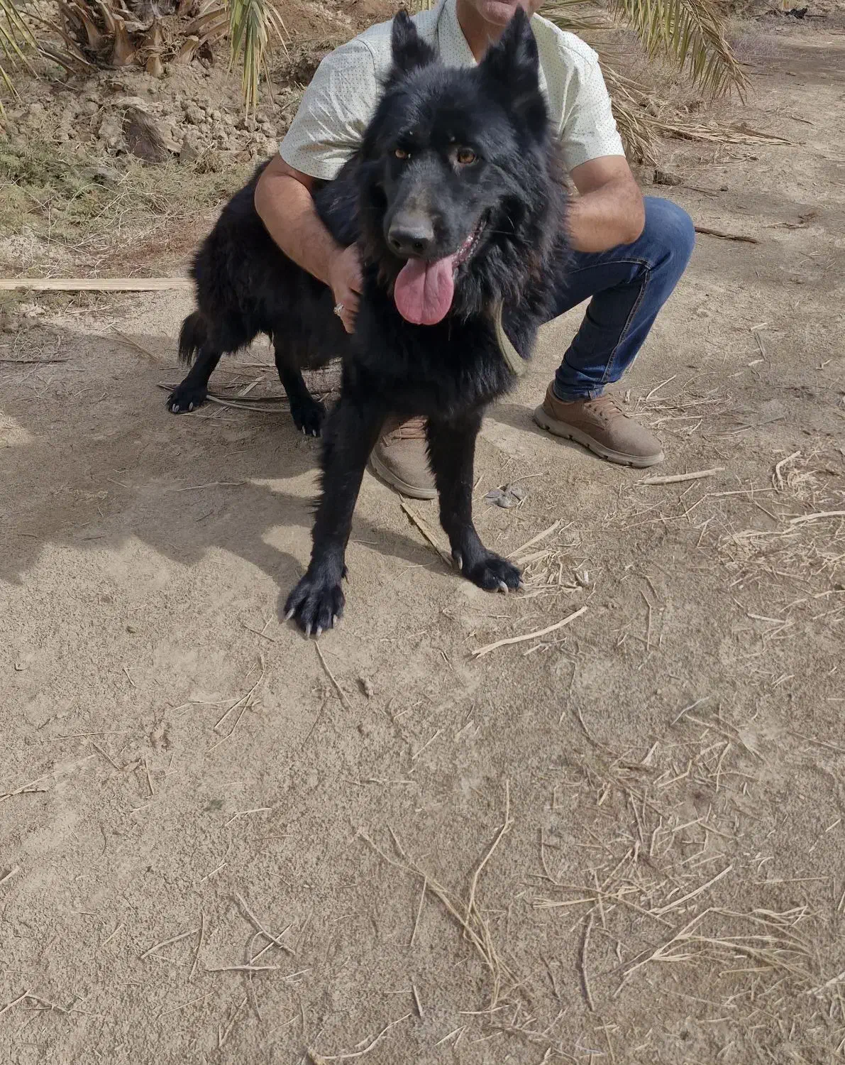 به علت نداشتن جا مکان|سگ|حاجی آباد, |دیوار