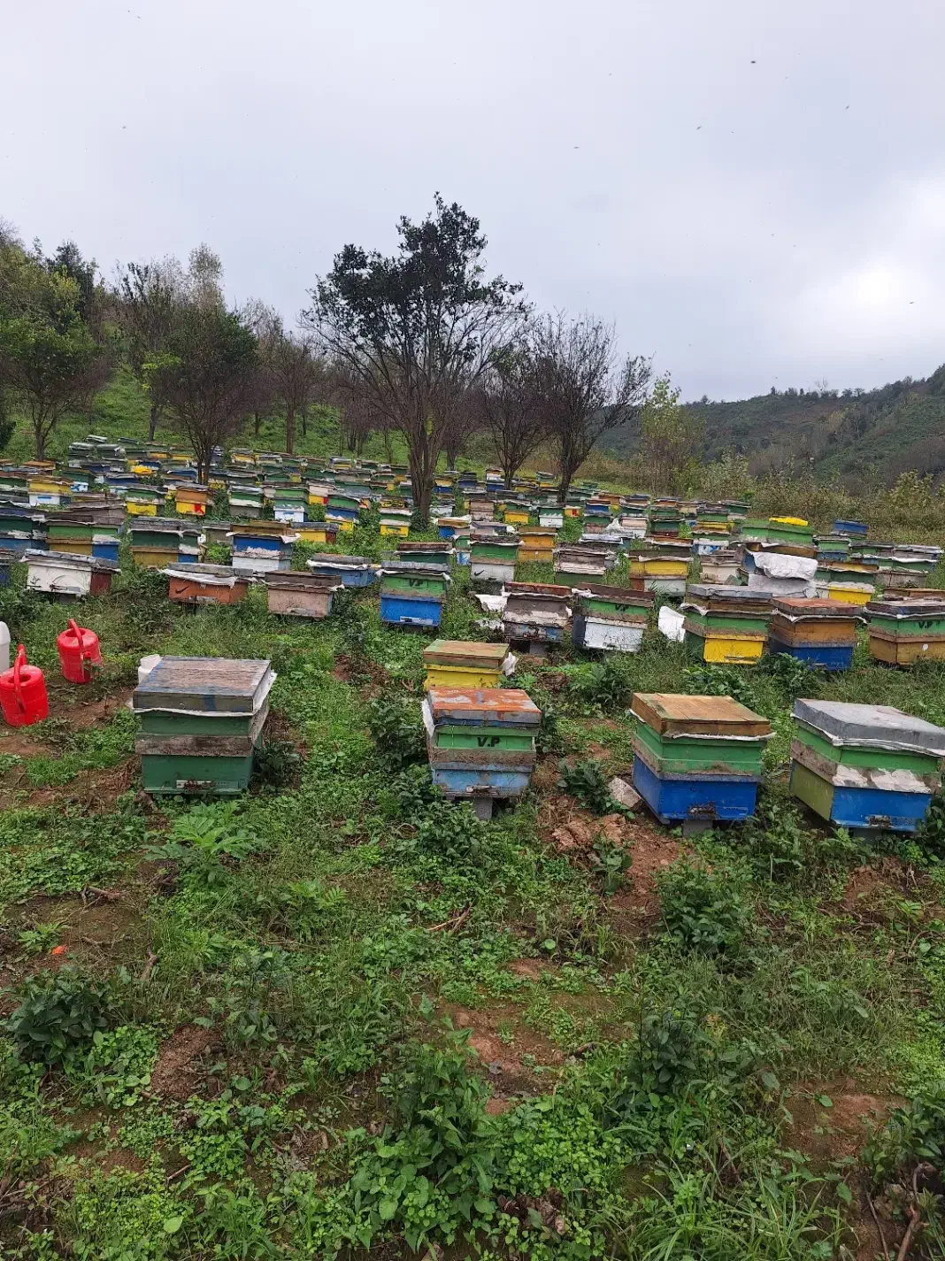 زنبور عسل|حیوانات مزرعه|کرج, فاز ۴ مهرشهر|دیوار