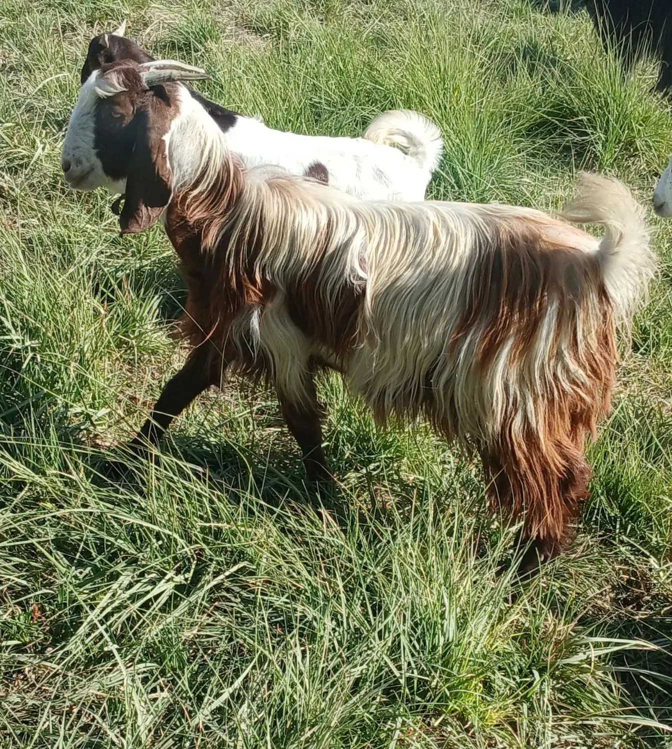 بز افغانی|حیوانات مزرعه|کرخه, |دیوار