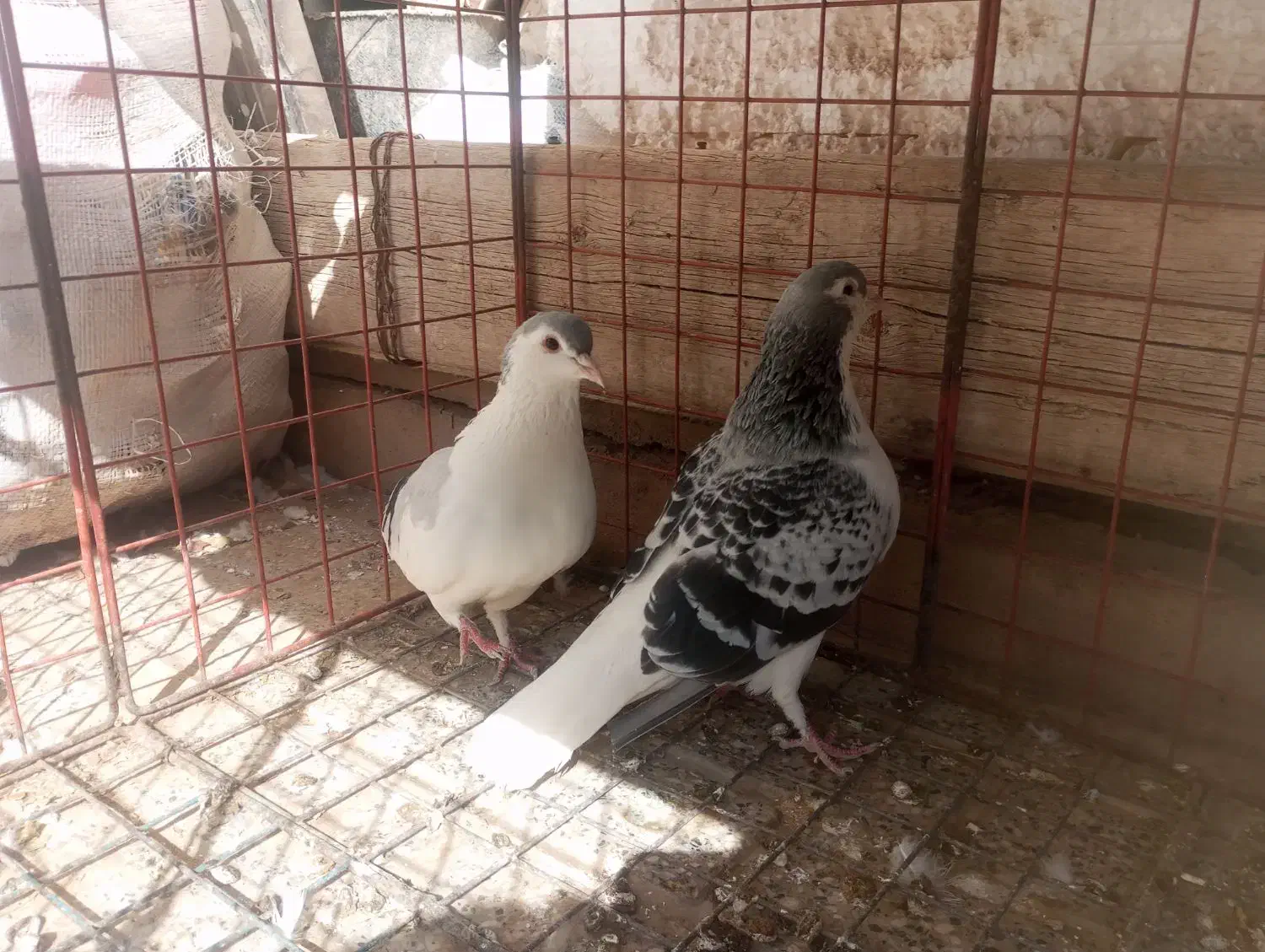 کفتر جفتگاه مگسی و چپ سبز|پرنده|ملک‌آباد, |دیوار